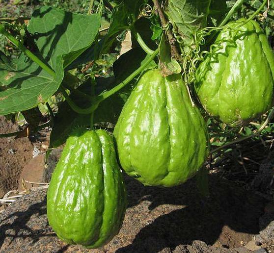 chayote seeds Sechium edule christophene pear mirliton christophine